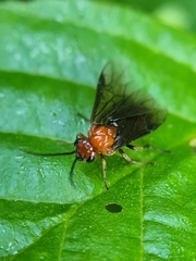Hemichroa