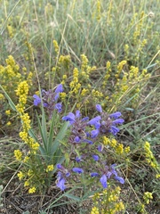 Dracocephalum olchonense