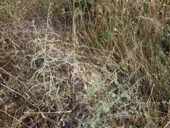 Artemisia santonicum