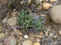 Acrodon bellidiflorus