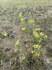 Erysimum flavum