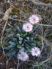 Acrodon bellidiflorus