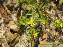 Rhynchopsidium sessiliflorum