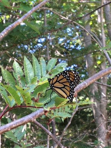Monarch photographed in Maine