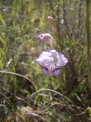 Gladiolus patersoniae