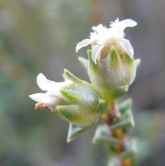 Euchaetis pungens