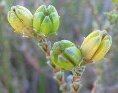 Euchaetis pungens
