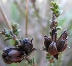 Euchaetis pungens