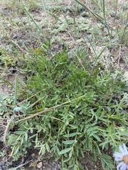 Oxytropis peschkovae