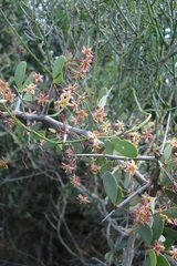 Gloveria integrifolia