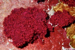 Dendronephthya hemprichi