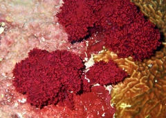 Dendronephthya hemprichi