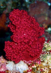 Dendronephthya hemprichi