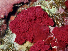 Dendronephthya hemprichi