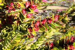 Geissoloma marginatum