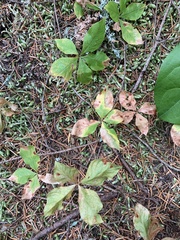 Lysimachia latifolia