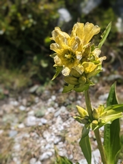 Gentiana burseri villarsii