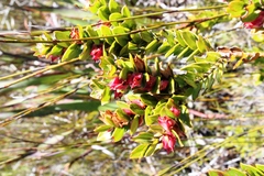 Geissoloma marginatum