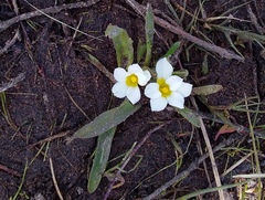 Moraea albiflora