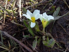 Moraea albiflora