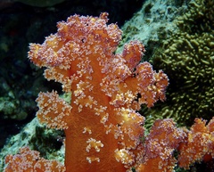 Dendronephthya hemprichi