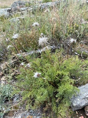 Pulsatilla tenuiloba