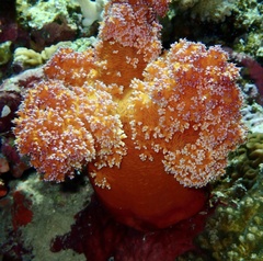 Dendronephthya hemprichi