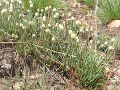 Helichrysum chionosphaerum