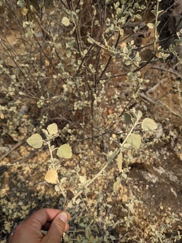 Image of Malacothamnus jonesii by no rights reserved