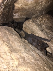 Nyctinomops laticaudatus