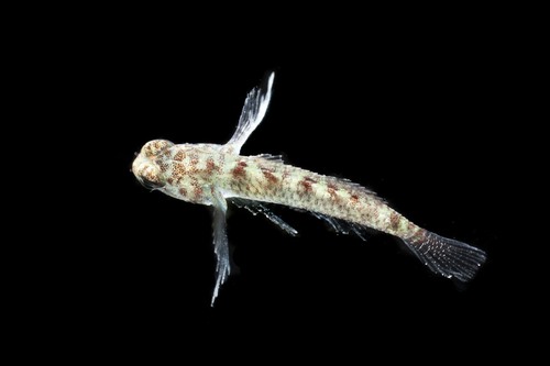 Greenbanded pygmy goby (Eviota zonura) — Gobiidae — 4