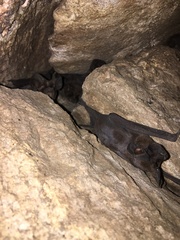 Nyctinomops laticaudatus