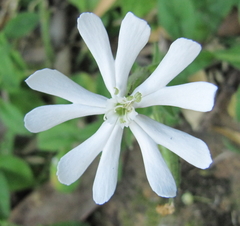 Silene undulata undulata