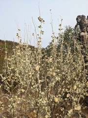 Malacothamnus jonesii