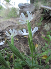 Silene undulata undulata