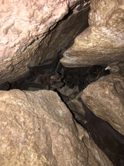 Nyctinomops laticaudatus