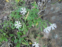 Silene undulata undulata