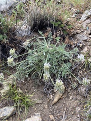 Oxytropis selengensis