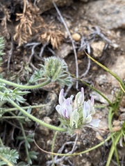 Oxytropis selengensis