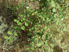 Cotoneaster tauricus