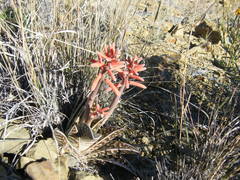 Gonialoe variegata