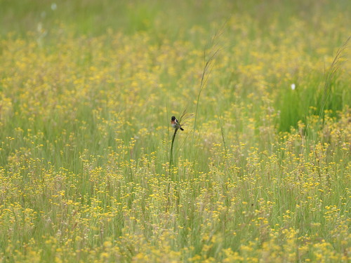 Tarier d'Afrique (Saxicola torquatus)