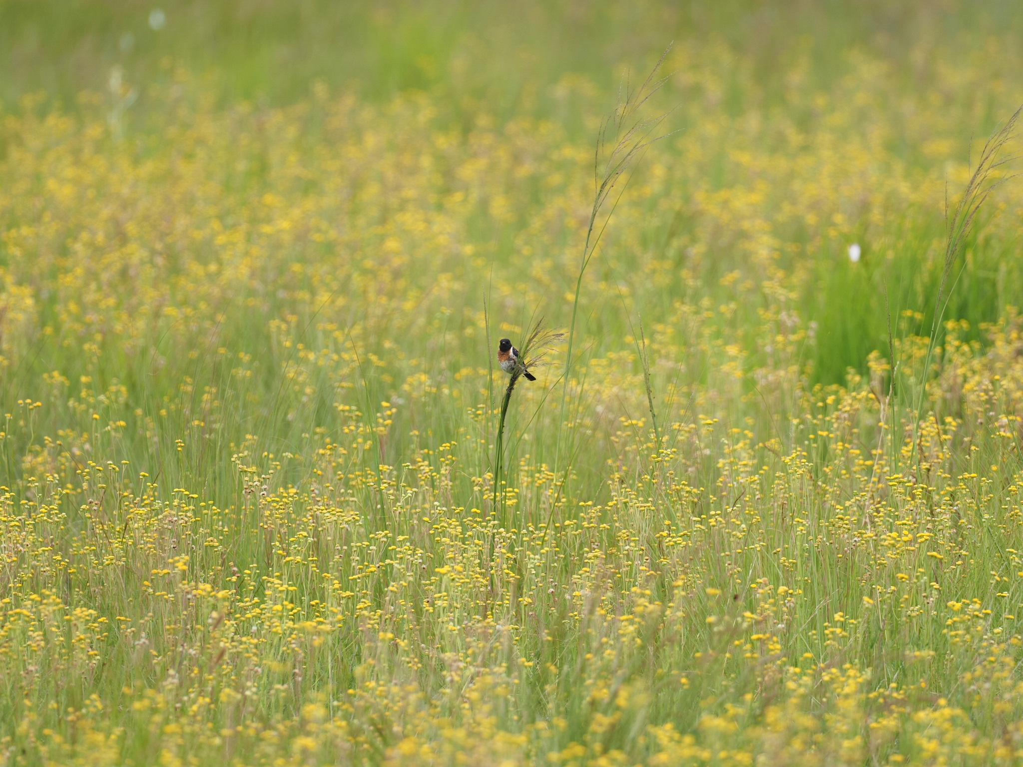 African Stonechat illustration