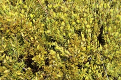 Cyclopia sessiliflora