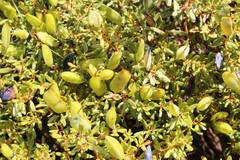 Cyclopia sessiliflora