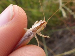 Conocephalus concolor hispanicus