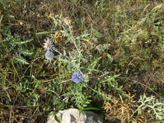 Echinops ritro ruthenicus