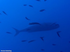 Seriola