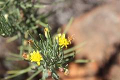 Euryops spathaceus
