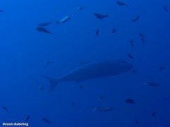 Seriola